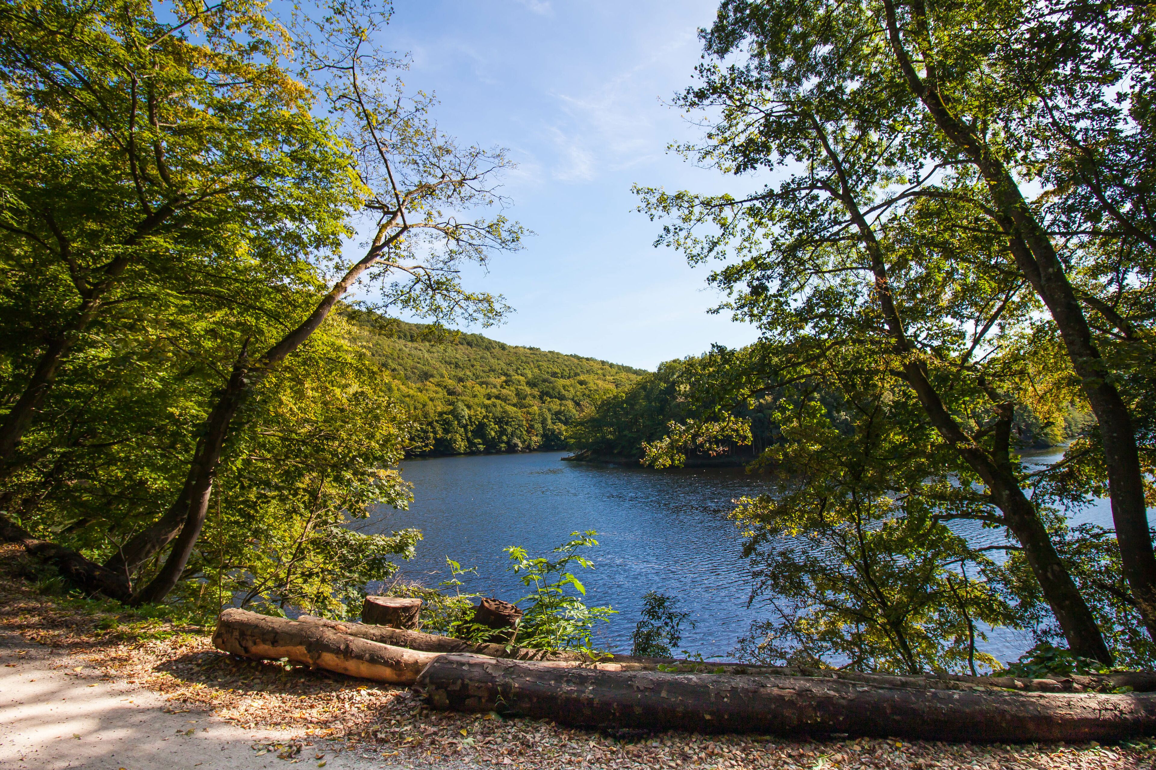 A natural landscape with a lake surrounded by dense trees and a dirt path.