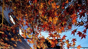 A wooden deck leading to a building with a glass door, surrounded by autumn foliage. - b hotel Kaniwasou | Miyajima Island Stay 11 (Hatsukaichi)