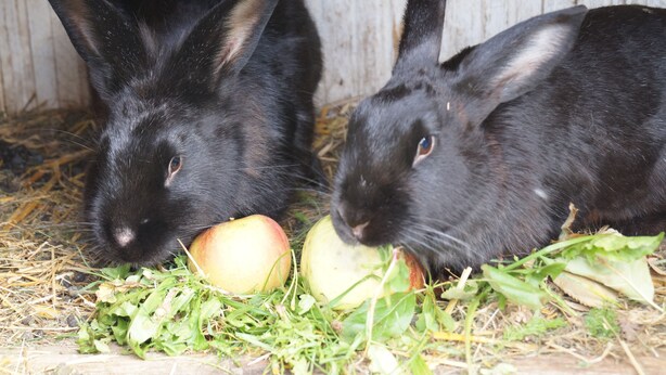 Dos conejos negros comiendo manzanas y vegetales en un recinto de madera.