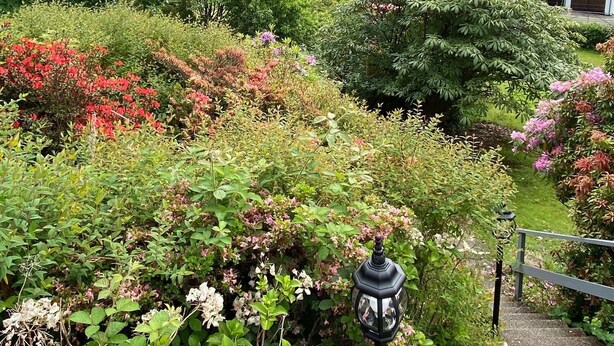 Um jardim com diversas plantas e flores, um caminho e uma montanha ao fundo.
