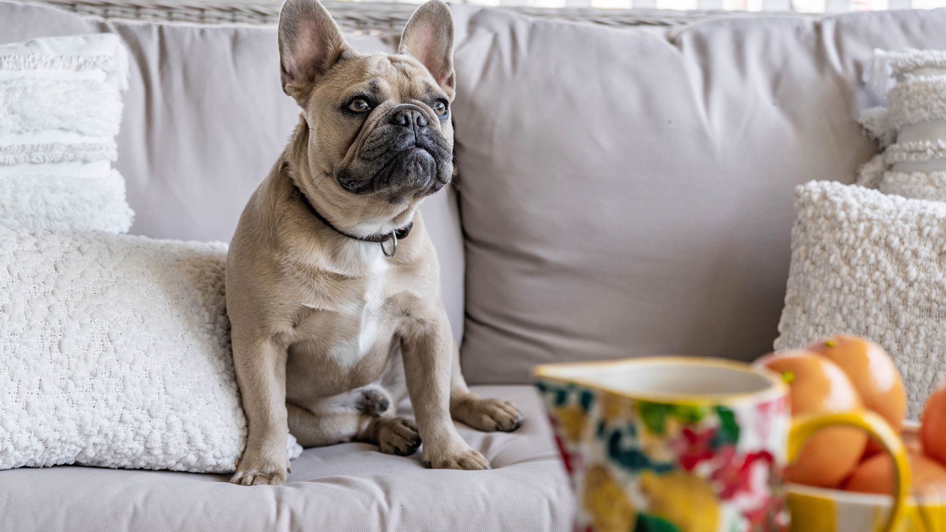 Un chien est assis sur un canapé, et un panier rempli d’œufs se trouve au premier plan.