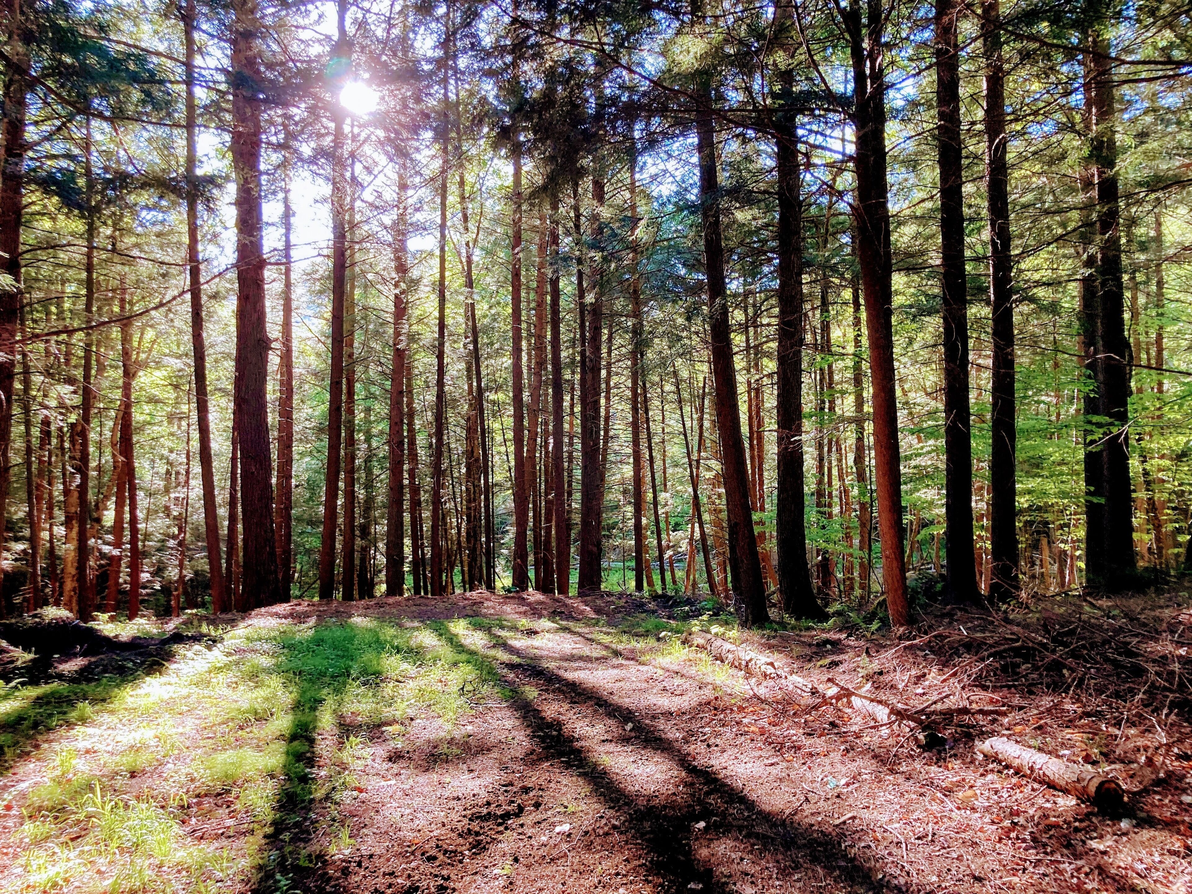Uma floresta com árvores altas e um caminho de terra.