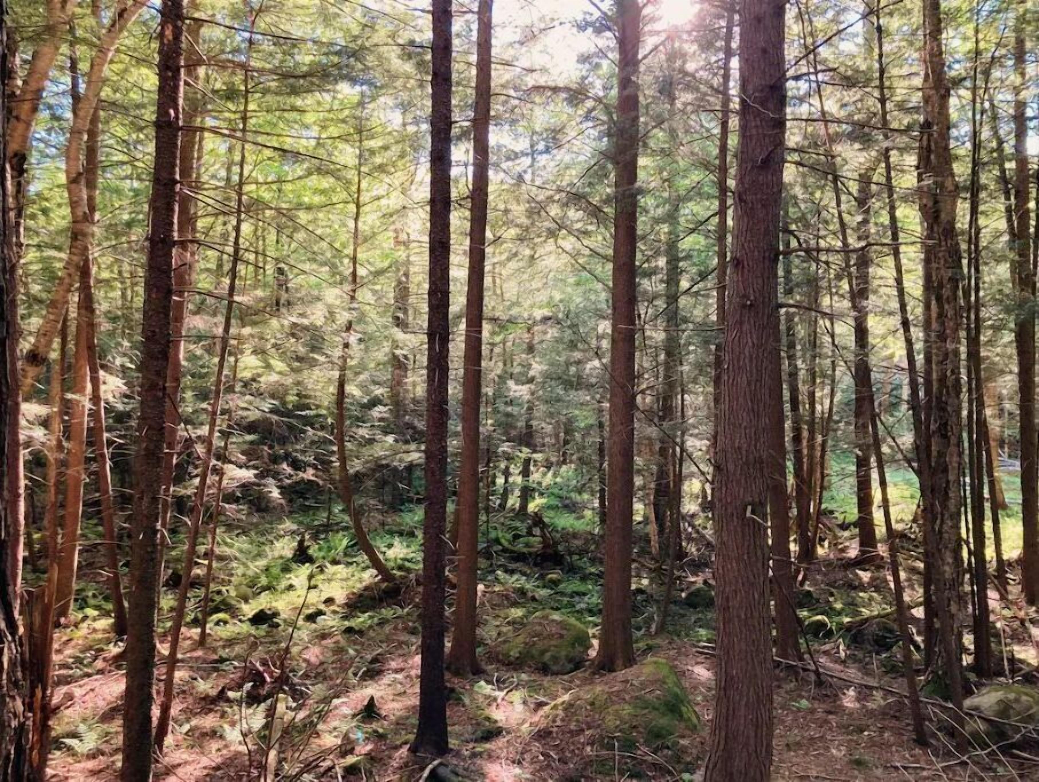 A dense forest with tall trees and a ground covered in ferns and moss.
