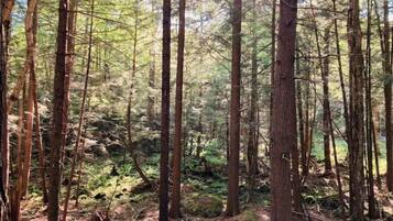 A dense forest with tall trees and a ground covered in ferns and moss.