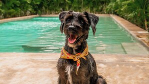 A dog sitting by a pool with a tropical background.