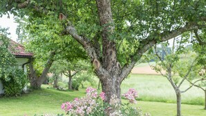 Et træ med lyserøde blomster i en græsmark med en bygning i baggrunden.