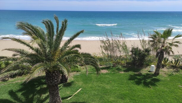 Ein Strand mit Palmen und einer Grünfläche im Vordergrund.