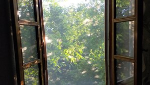 Une fenêtre donnant sur un paysage verdoyant.