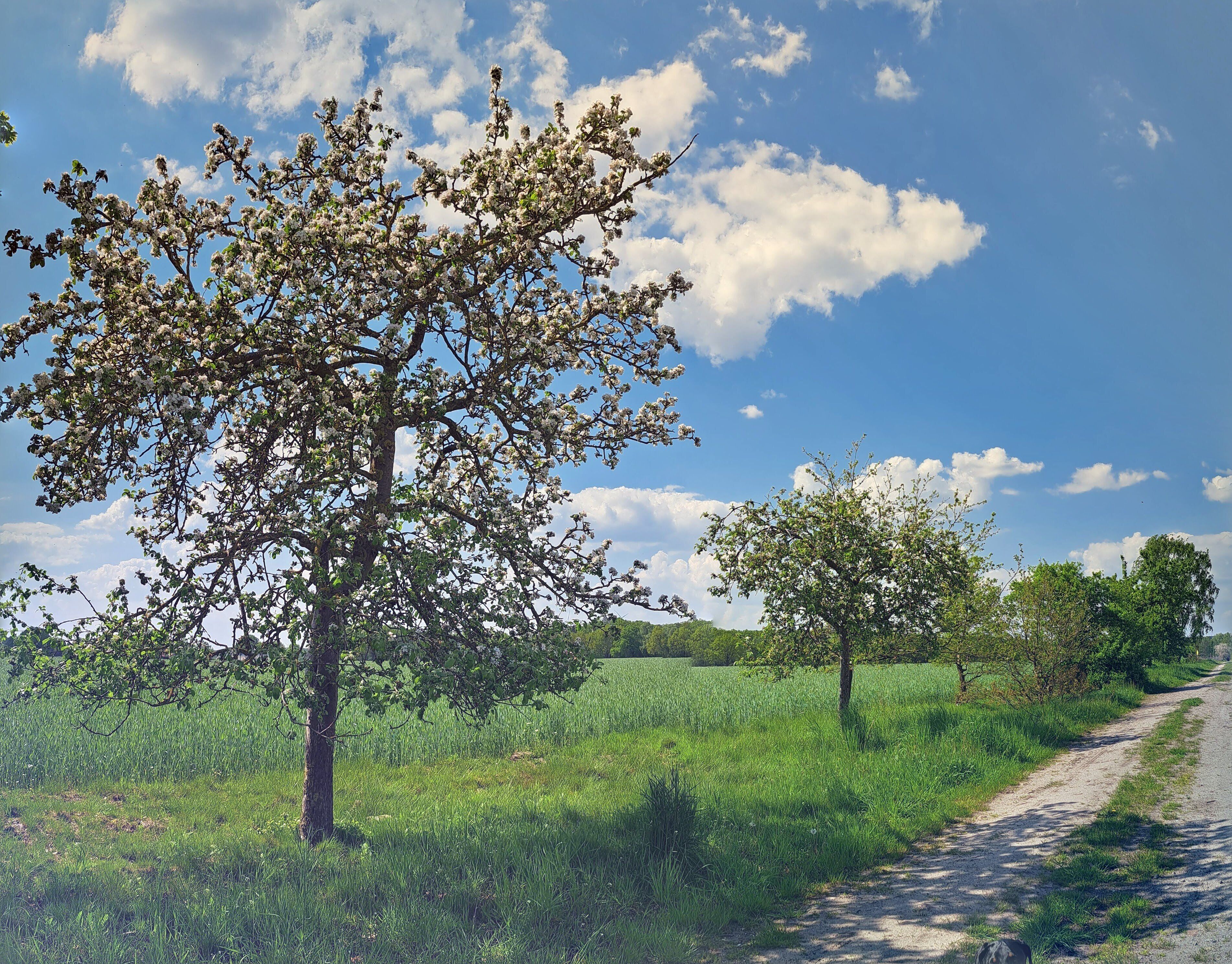 Een landelijk landschap met een onverharde weg, bomen en een heldere lucht.