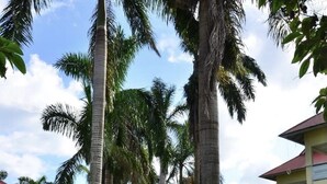 Unclassified image, 3 of 24, button - A Suite Home entire pool home (Ocho Rios)