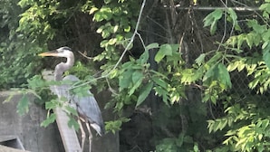 Un uccello appollaiato su una struttura di legno, circondato da vegetazione.