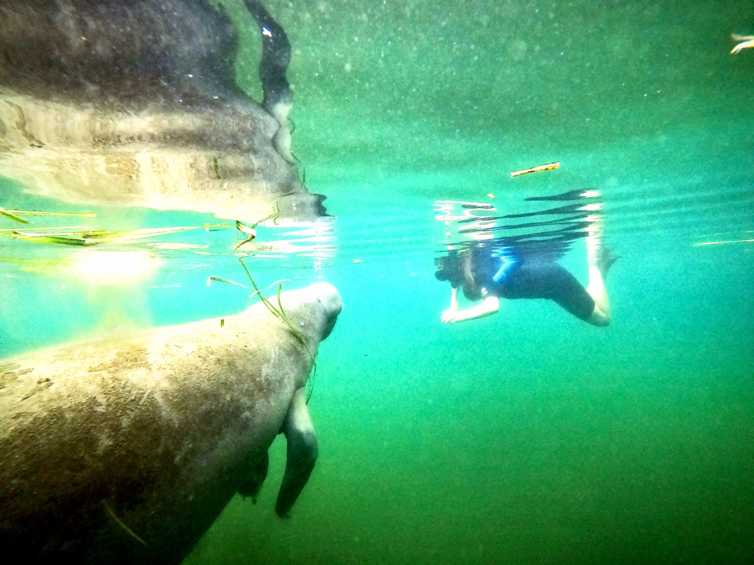 Eine Person schwimmt unter Wasser in der Nähe einer felsigen Oberfläche.
