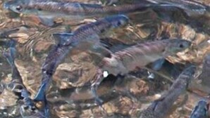 Un groupe dense de poissons dans une étendue d’eau.