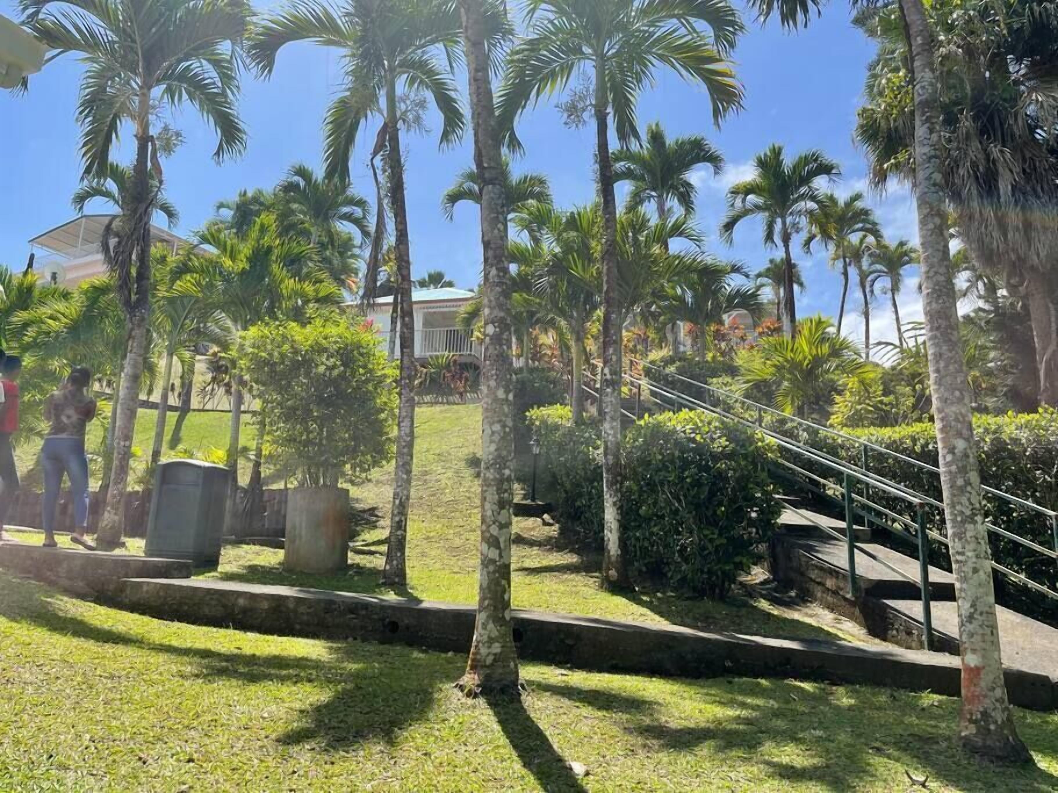 A well-maintained garden with palm trees, a grassy area, and a staircase leading to a building.