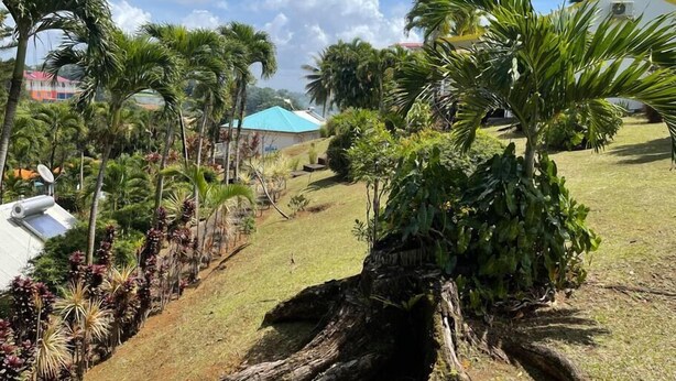 A tropical landscape with palm trees, a grassy area, and a building with a blue roof. - Love Nest in the heart of the forest (Petit Bourg)