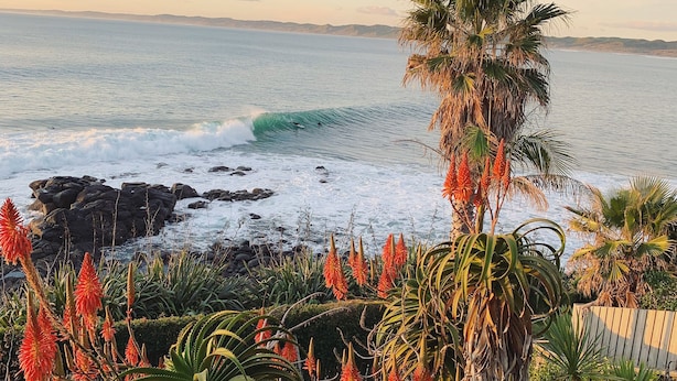 A coastal landscape with a rocky shoreline, a palm tree, and various cacti and succulents. - Whale Bay Surf House + Spa - Absolute Waterfront (Waikato)