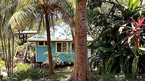 Une petite maison bleue, entourée d’une végétation tropicale luxuriante.