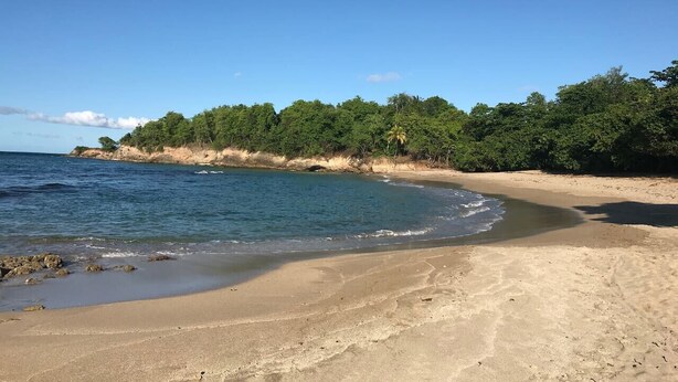 A sandy beach with clear blue water and dense green foliage in the background. - SOUS LES COCOTIERS STUDIO 2 CLIMATISE (Sainte-Rose)