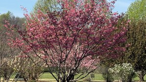 A tree with pink blossoms in a park setting.