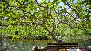 A picnic table with a basket of fruit and a bench under a tree by a river.