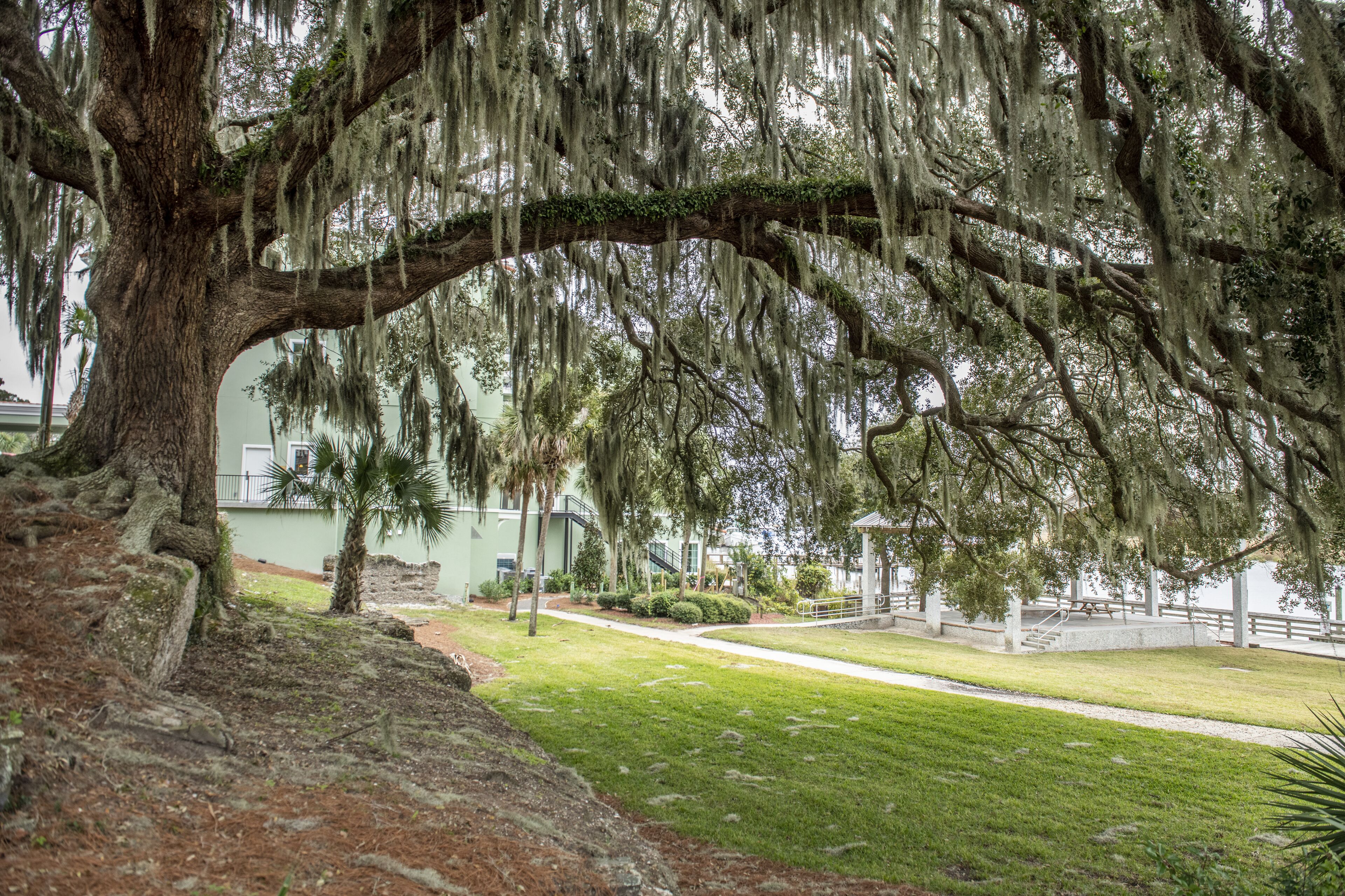 Un gran árbol con musgo colgante, un césped cuidado y un edificio al fondo.