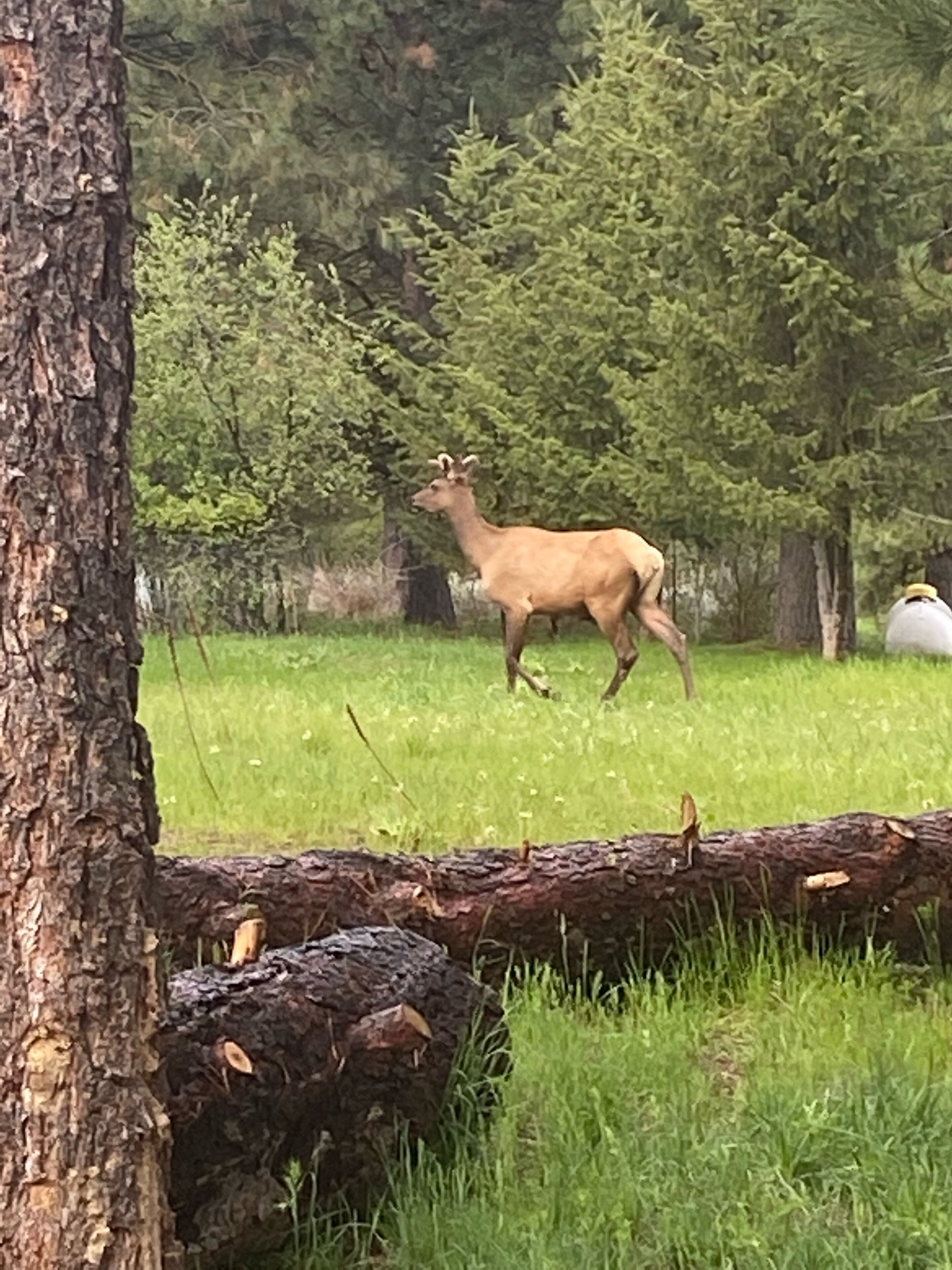 A deer in a grassy field with trees in the background.