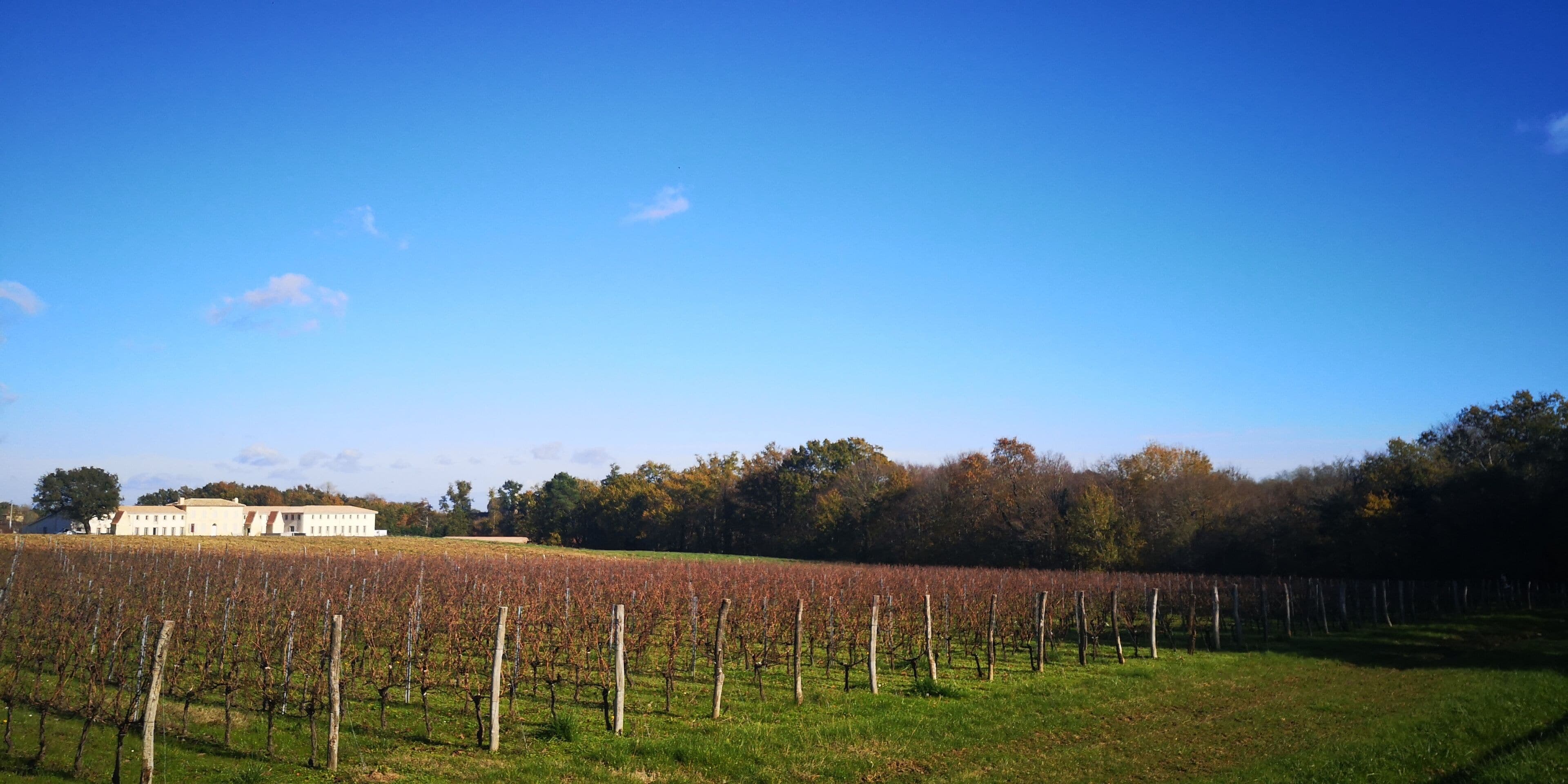 Un vignoble avec des rangées de vignes et un bâtiment en arrière-plan.