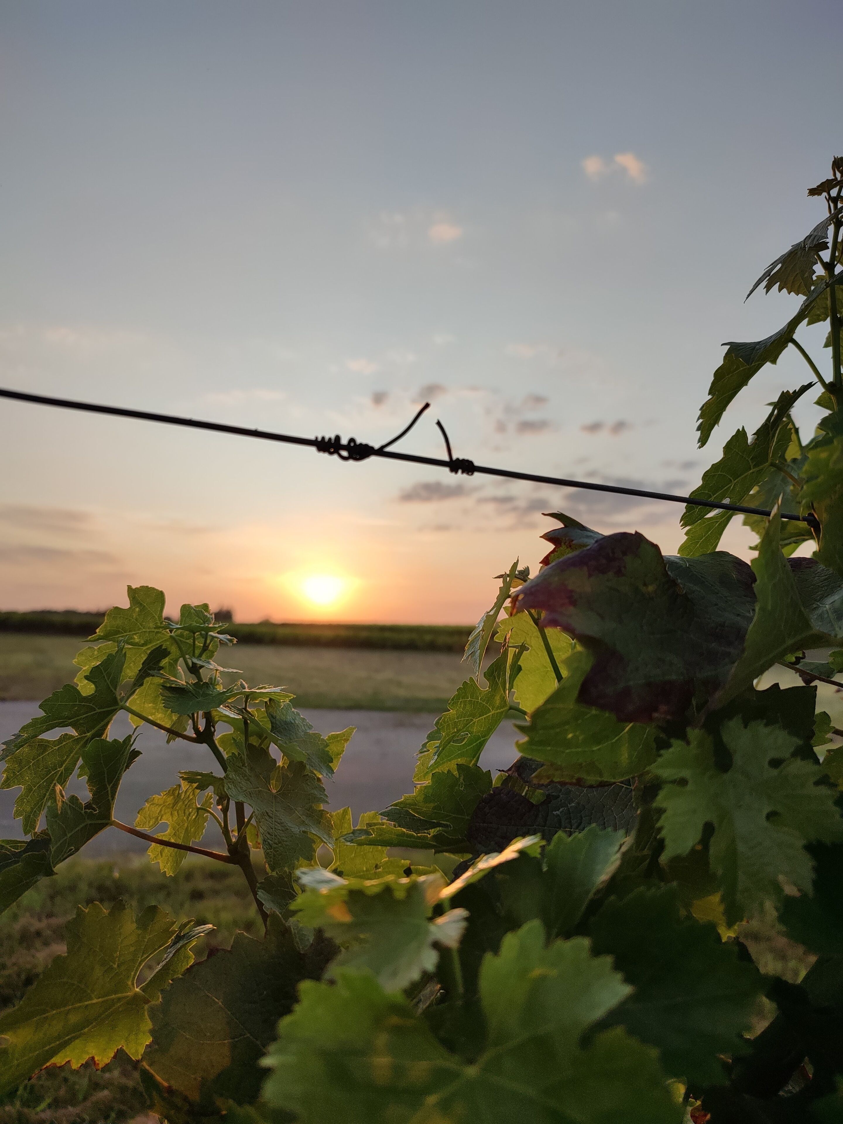 A vineyard with grapevines in the foreground and a sunset in the background.