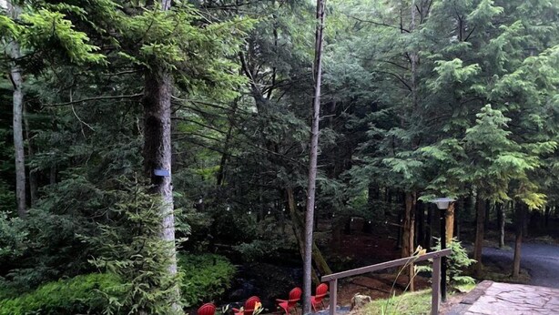 A forested area with a stone pathway leading to red chairs.