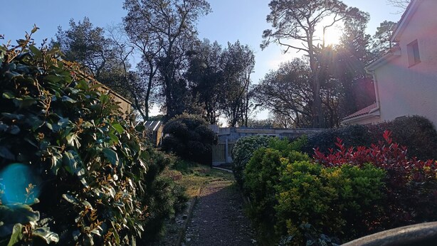 Een tuinpad met diverse planten en bomen, dat leidt naar een gebouw met een schuin dak.