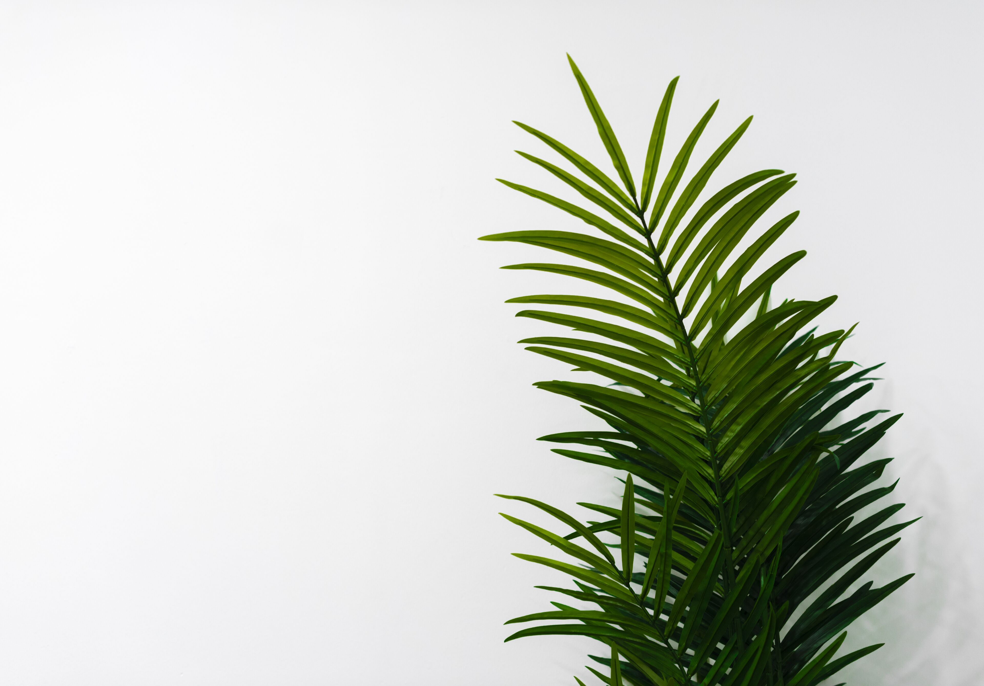 A potted plant with long, slender green leaves against a plain white background.