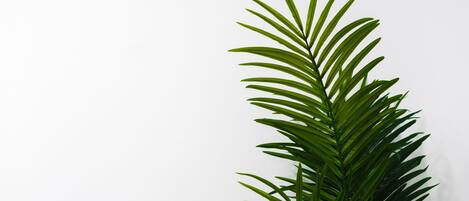 A potted plant with long, slender green leaves against a plain white background.