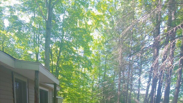A cabin with a porch, surrounded by trees. - The Lodge in Manistee (Manistee)