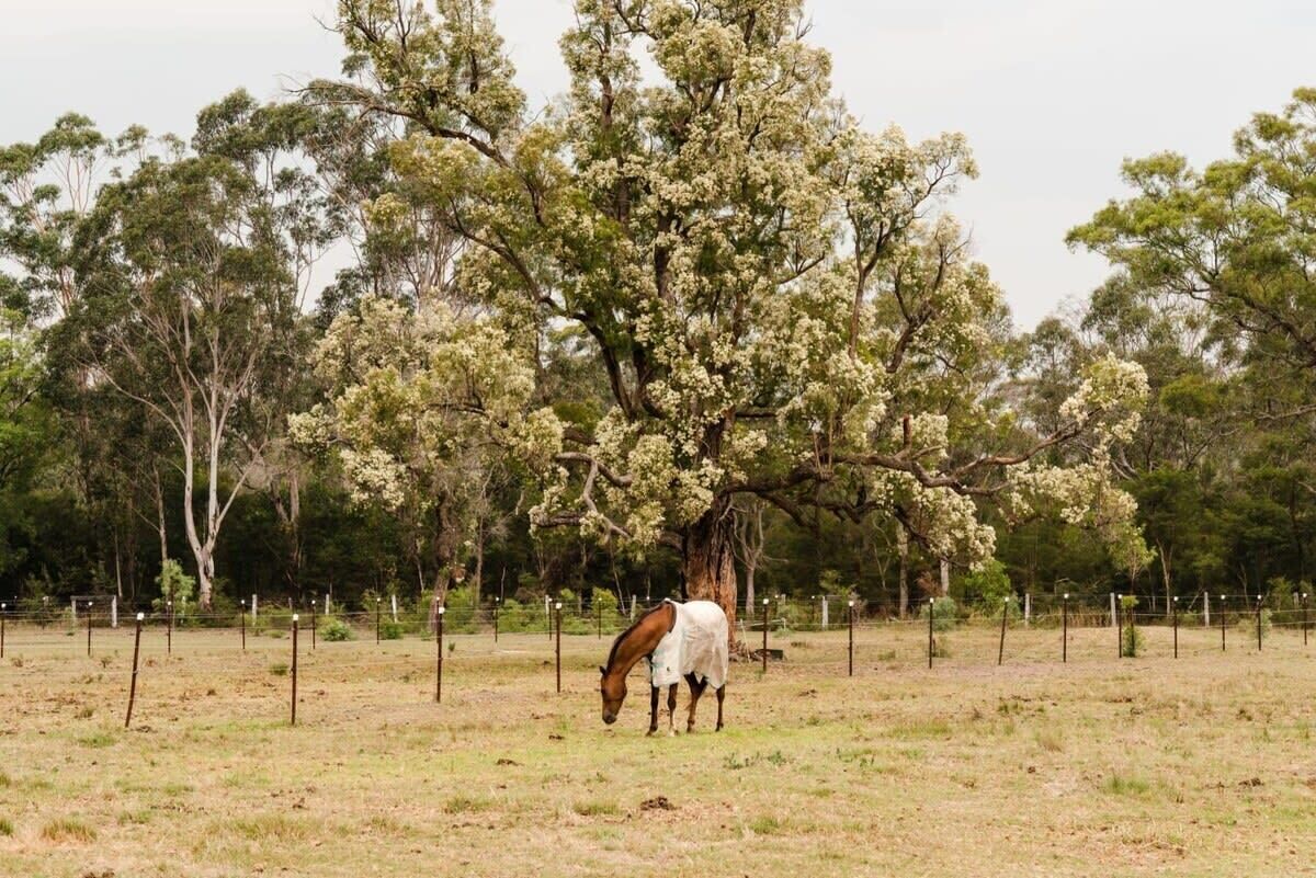 Ein Pferd grast in einem eingezäunten Feld in der Nähe eines großen Baumes.