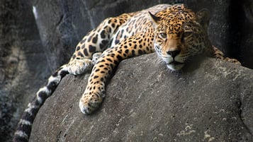 A leopard resting on a rock.