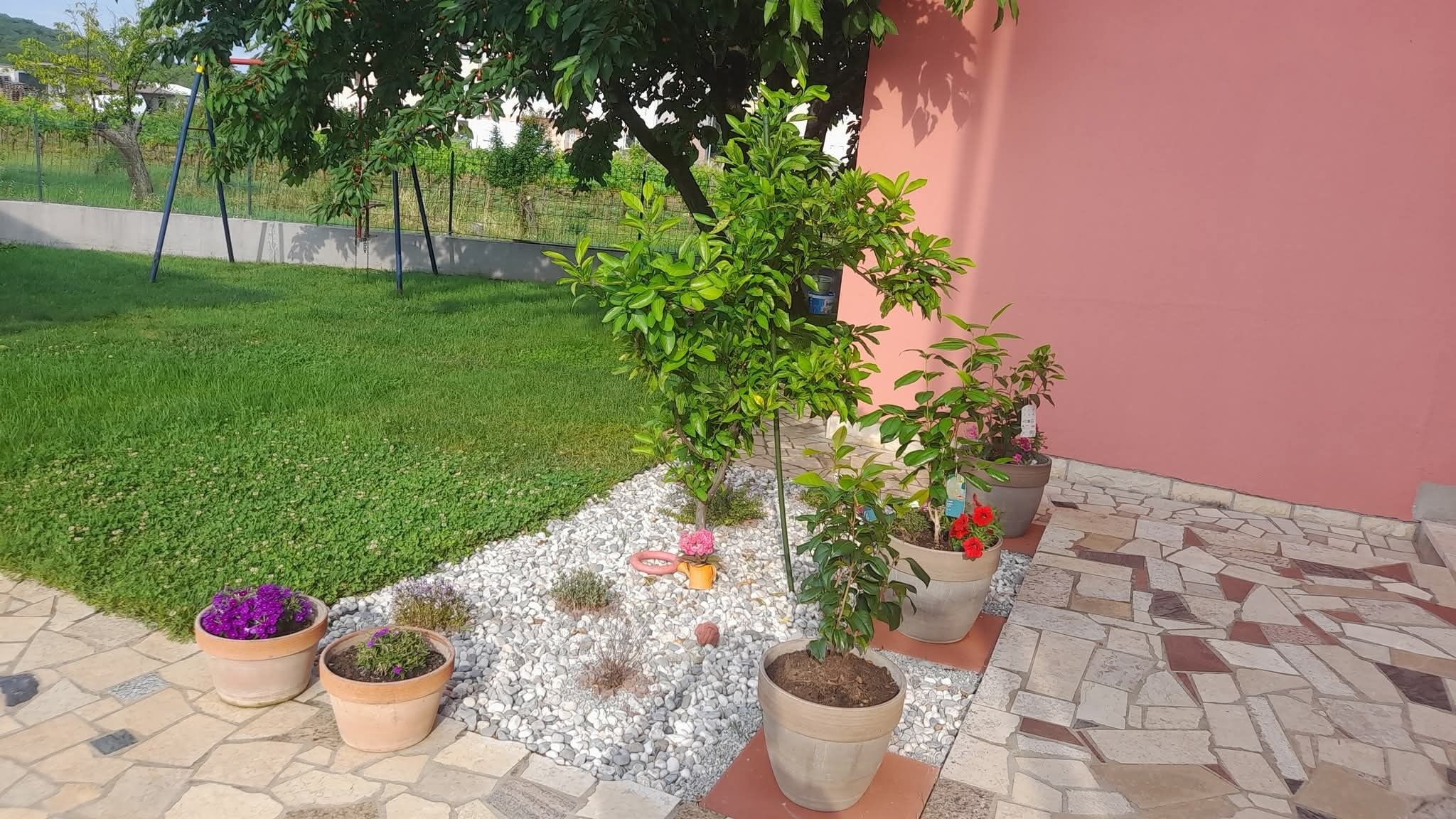Un espace jardin aménagé avec des plantes en pot, un petit arbre et un chemin pavé.
