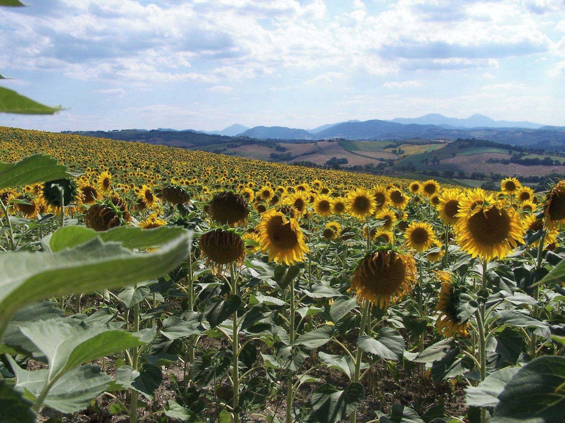 A sunflower field with a mountainous landscape in the background.