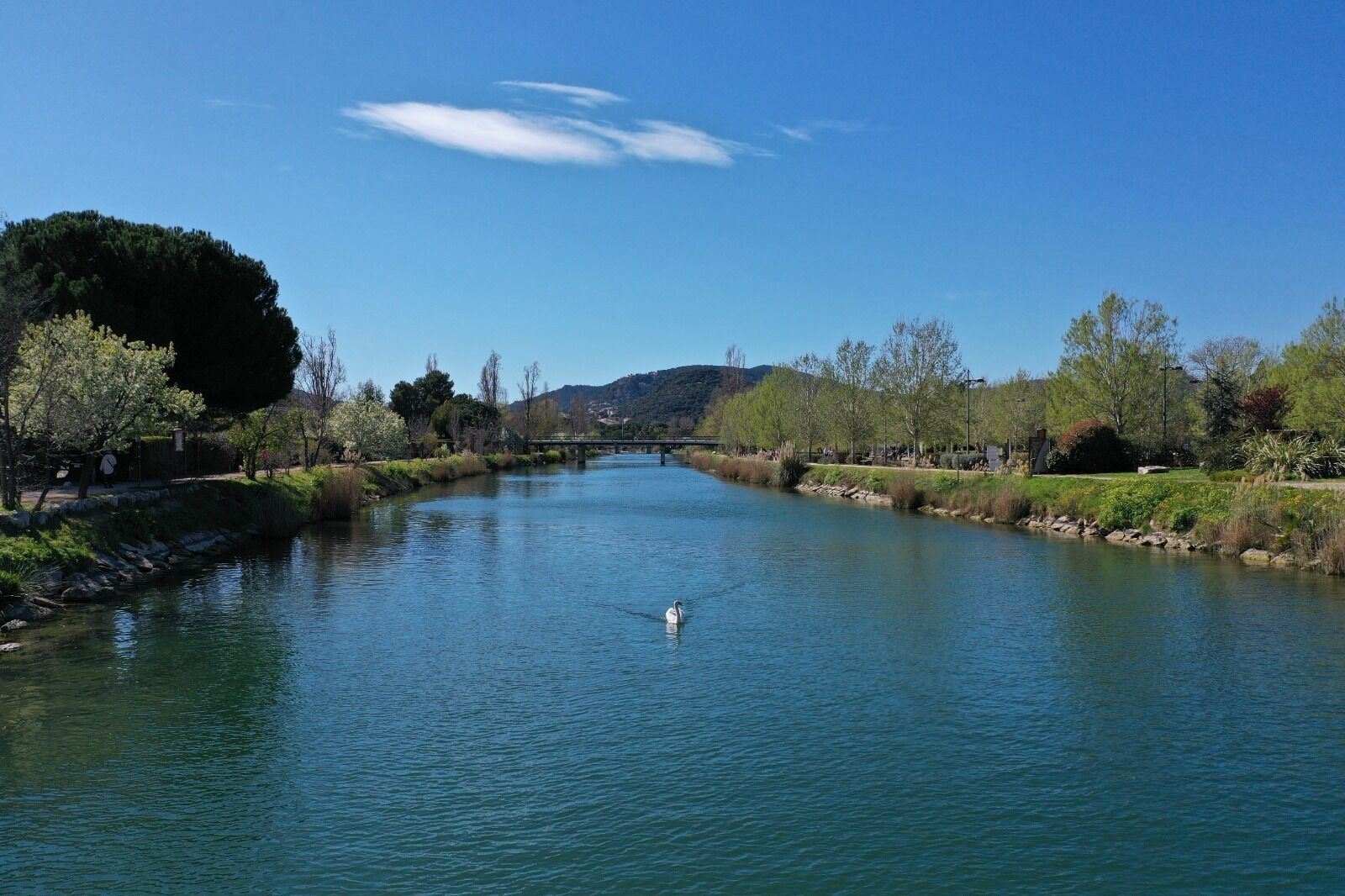 A river with a swan swimming, surrounded by trees and a bridge in the background.