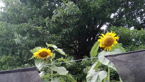 A garden with sunflowers and marigolds, a wooden fence, and a wire mesh structure. - Cozy Hideaway in Town (Springdale)