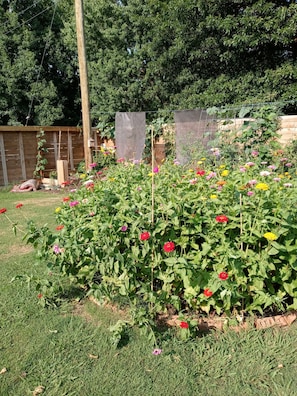 Property grounds - Cozy Hideaway in Town (Springdale)