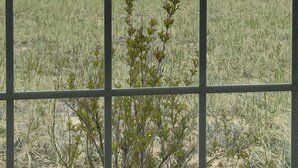 Vista a través de una ventana con un diseño de cuadrícula, que da a una masa de agua, una costa lejana con árboles y un área cubierta de hierba con vegetación escasa.