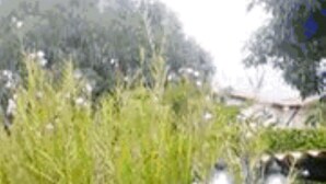 Ein Garten mit verschiedenen Pflanzen und einer Straßenlaterne.