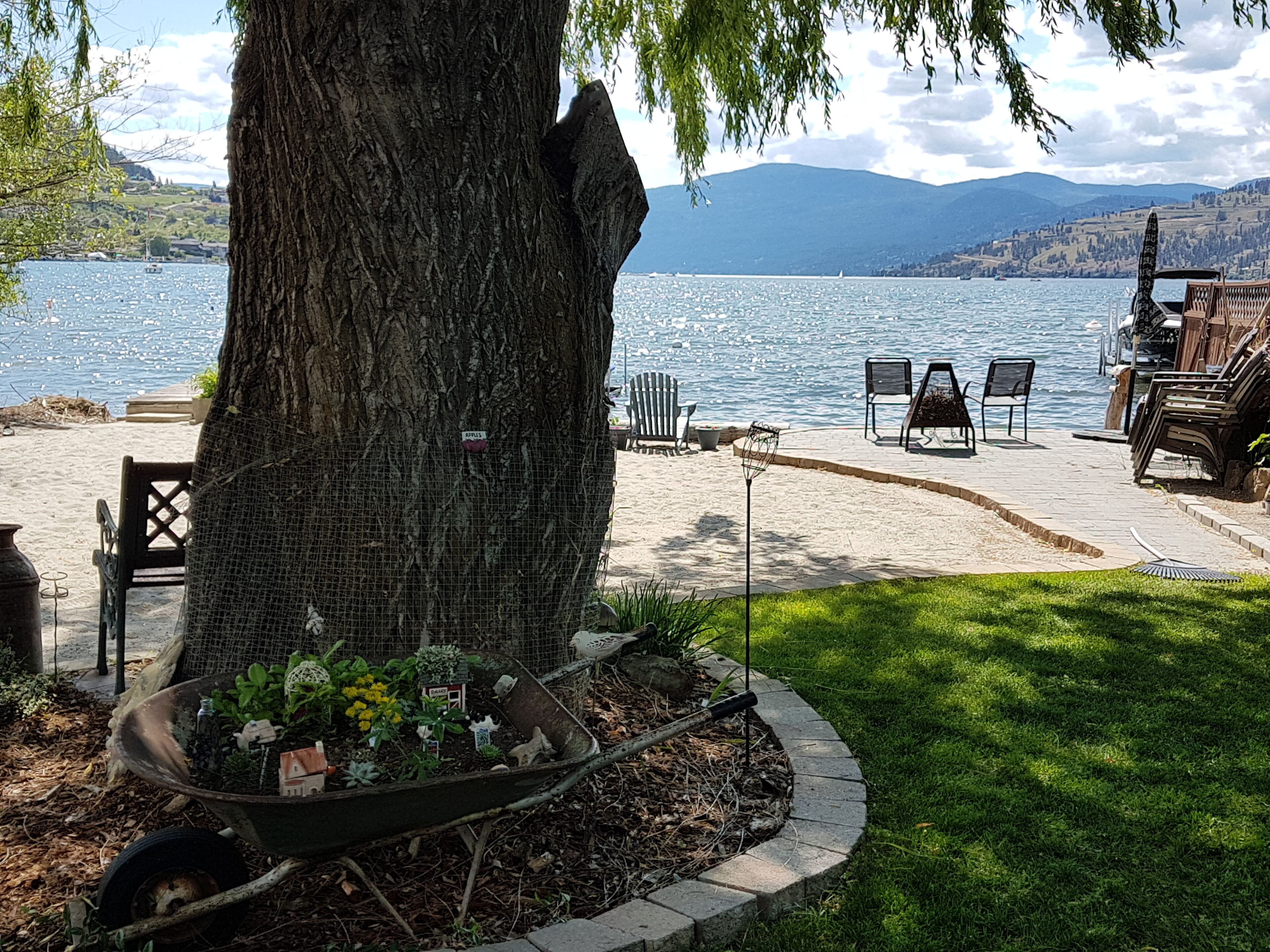 Weeping willow shade tree keeps the yard cool