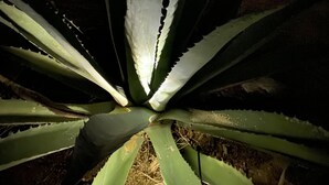 An agave plant in a courtyard with patterned wall shadows and a rustic wall. - Relax Close to Park, Hot Tub, Hammocks, Private, Lush Trees (Joshua Tree)