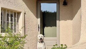 A white dog standing in front of a house with a textured facade, a window with a metal grille, and a door with a glass panel. - Villa Provencale Face AU Luberon (Cabrières-d'Avignon)