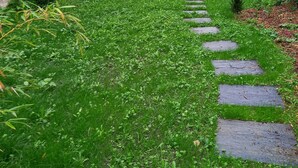 A stone pathway leading to a building with a blue door, surrounded by lush greenery and a stone wall. - HISTOIRE DE LOIRE - La Maison (Saumur)