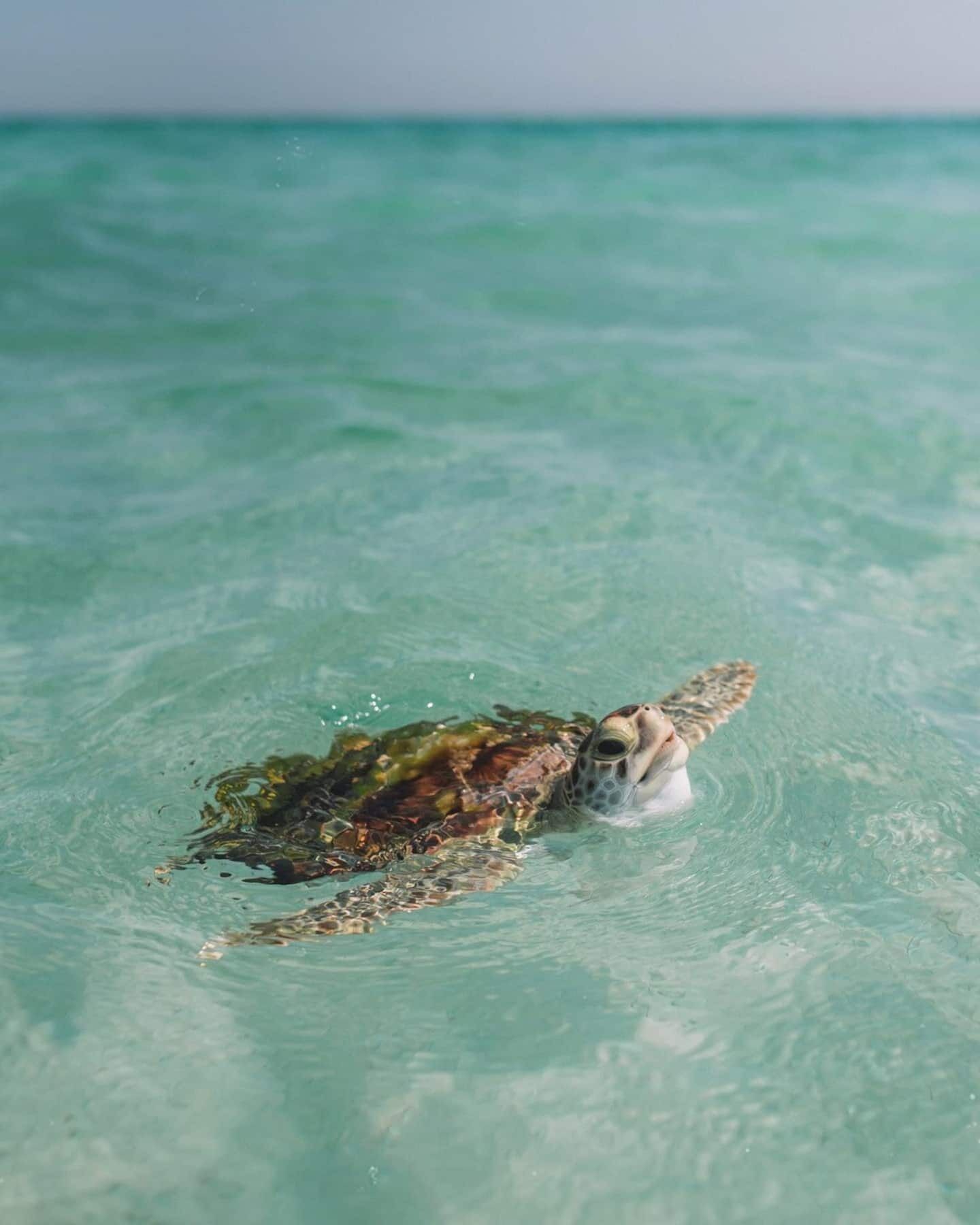 A sea turtle swimming in clear water.