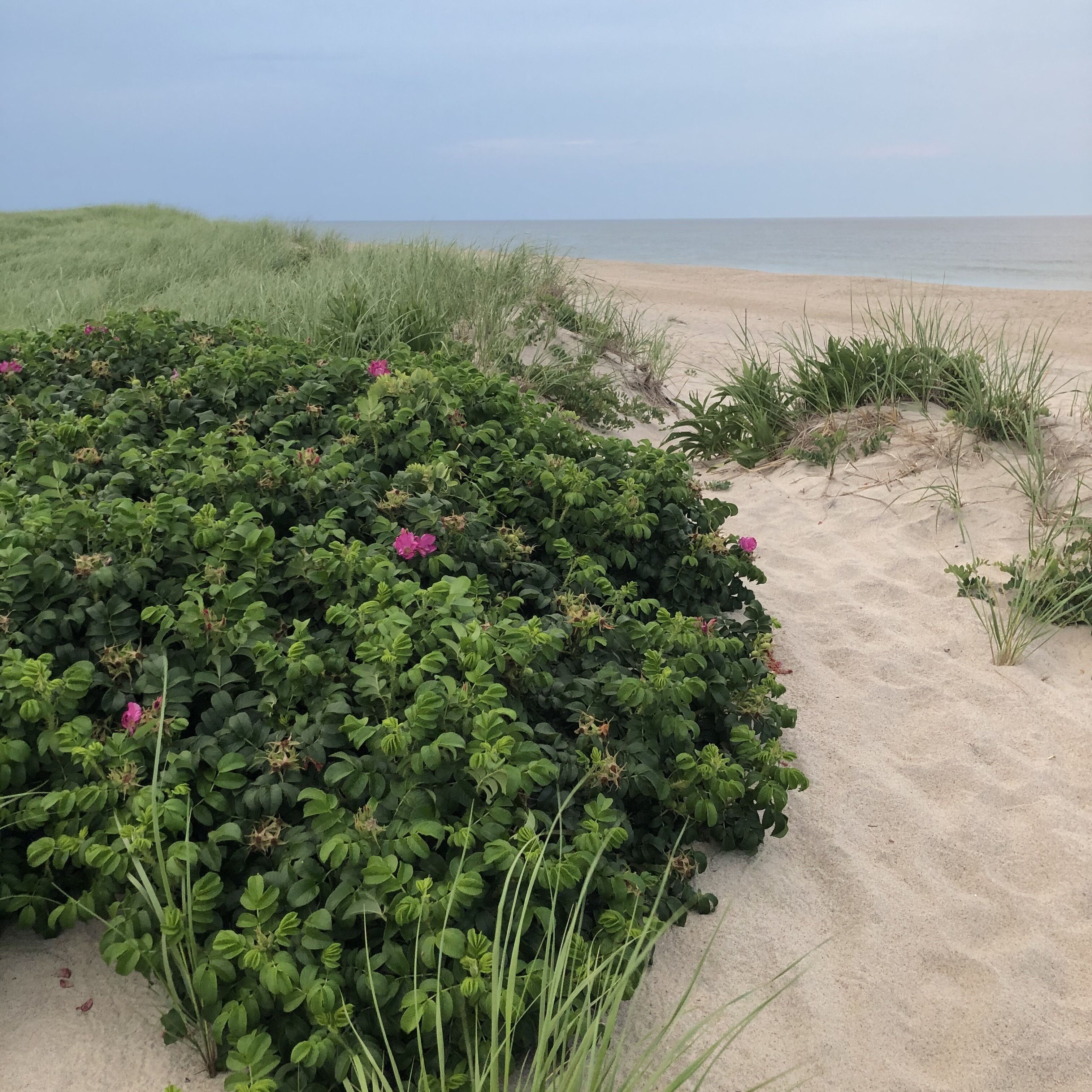 A sandy beach with dense green shrubbery and pink flowers.
