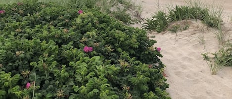 Una playa arenosa con densa vegetación verde y flores rosadas.