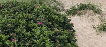 5 Min Walk to Nauset Beach, Heated Pool & Hot Tub